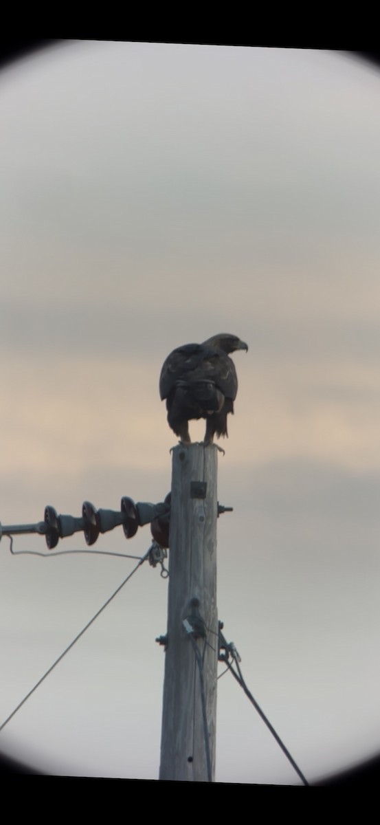 עיט זהוב - ML647582185