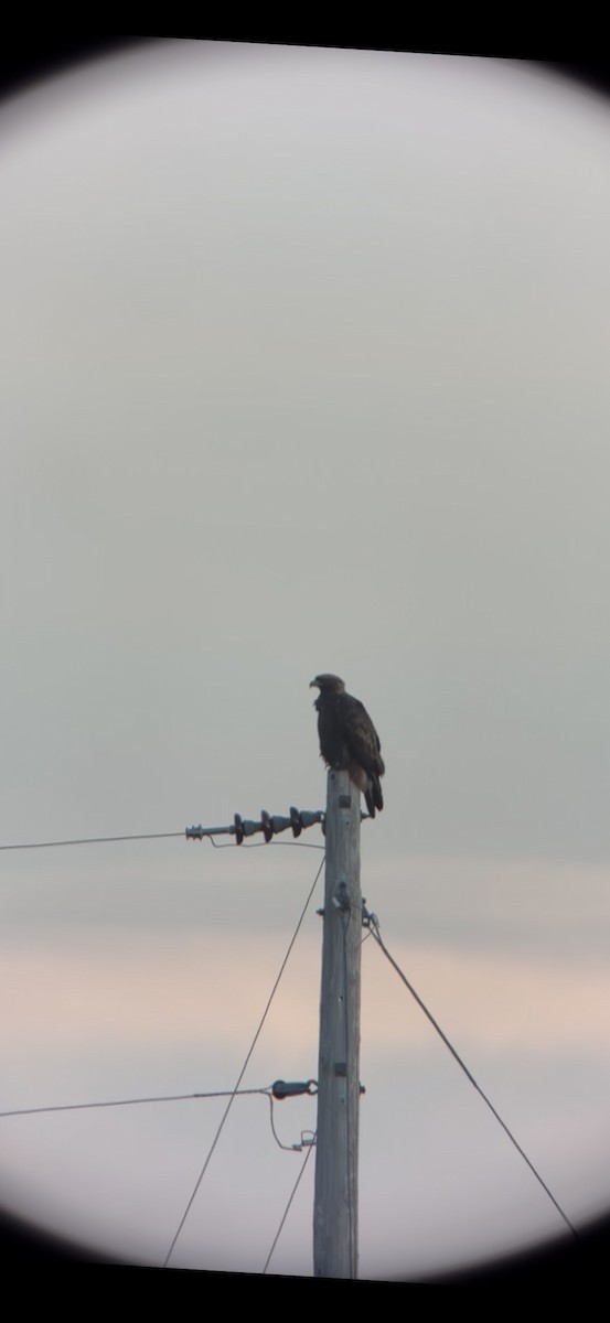 עיט זהוב - ML647582186