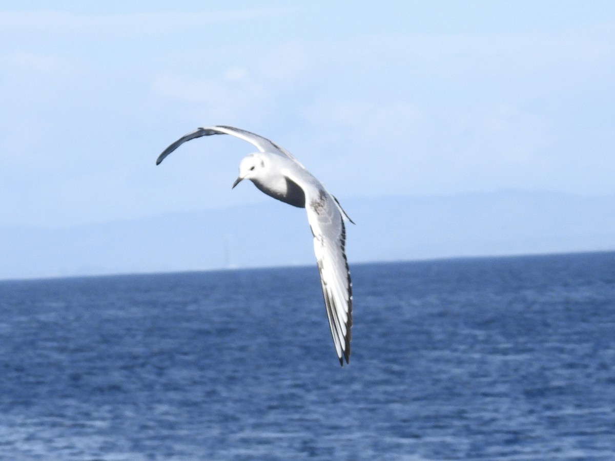 שחף אמריקני - ML647582187