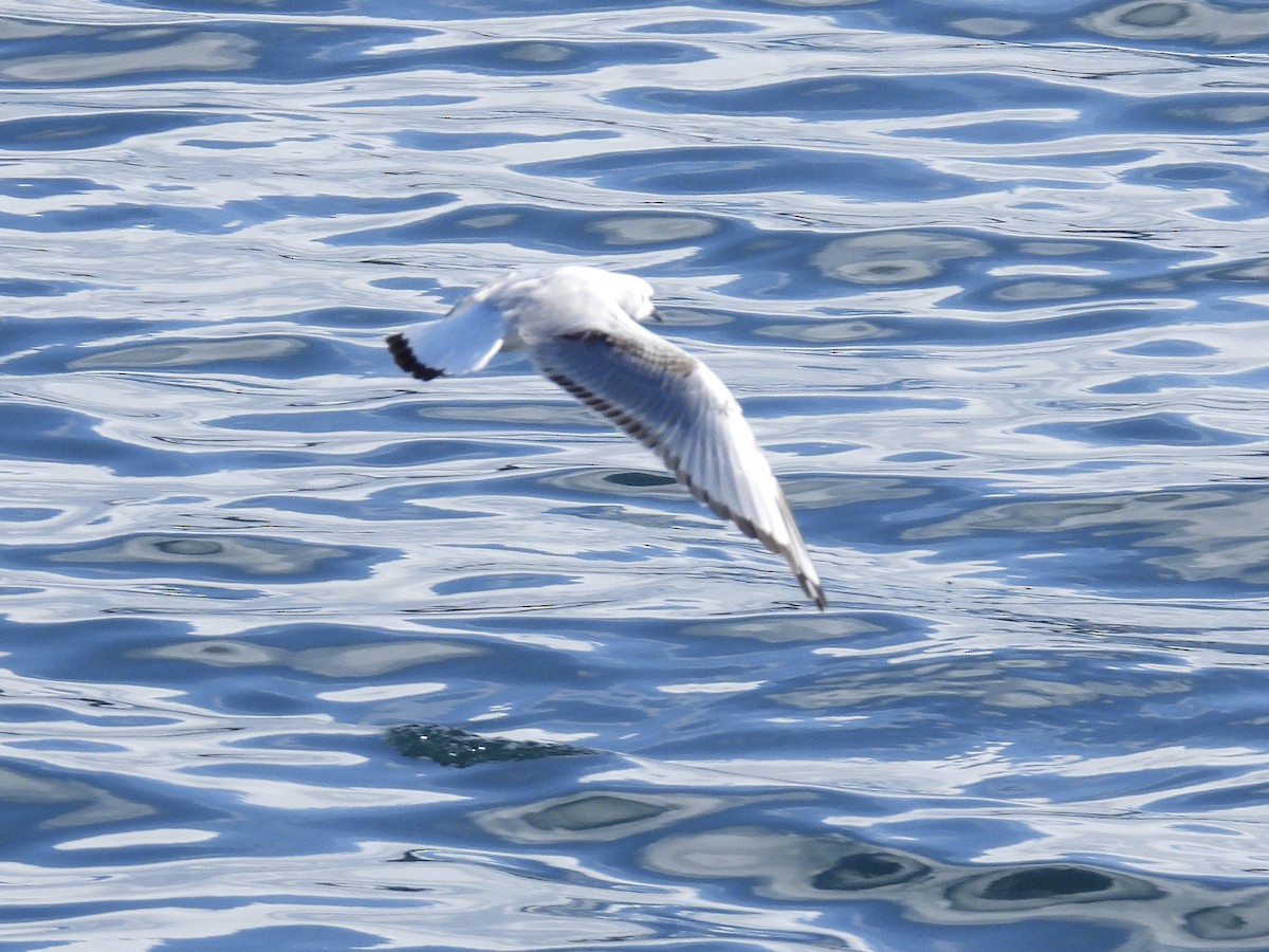 שחף אמריקני - ML647582188