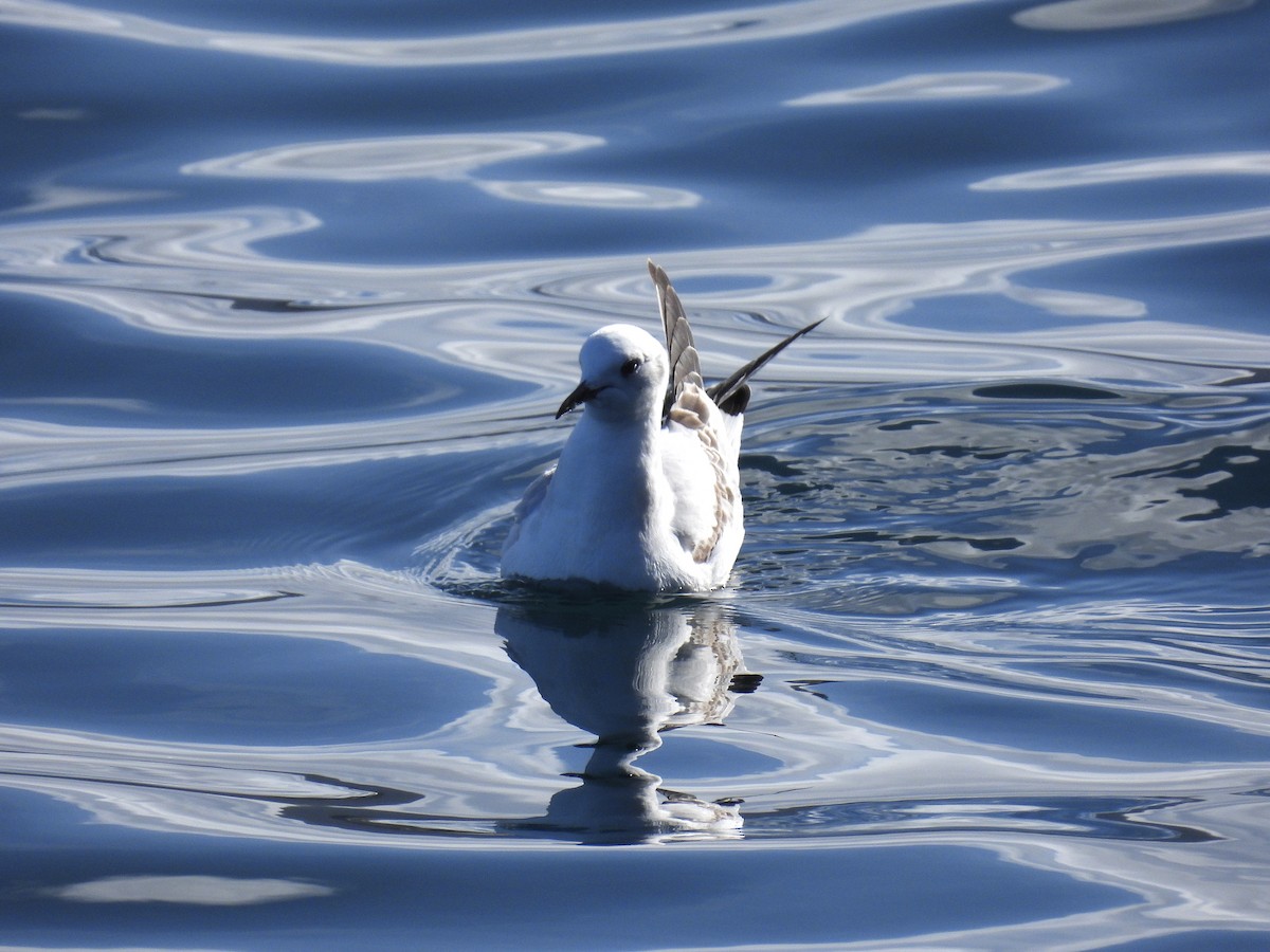 שחף אמריקני - ML647582189