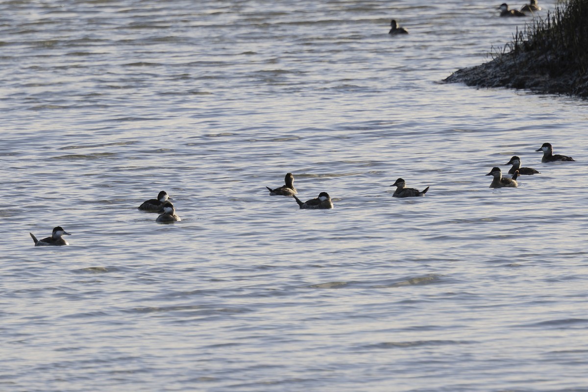 צחראש אדמוני - ML647582190
