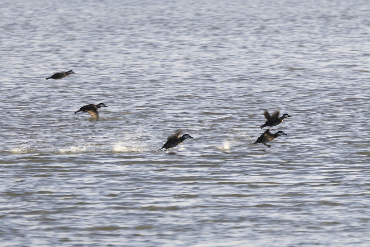 צחראש אדמוני - ML647582191