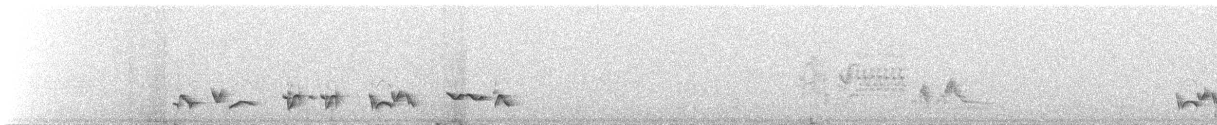 קיכלי נודד - ML647582192