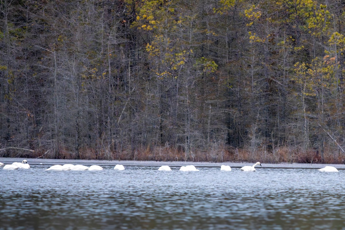 ברבור קטן - ML647582193