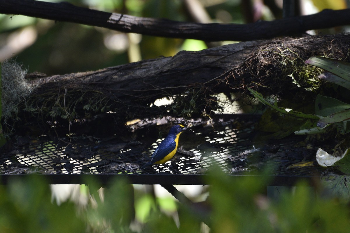 Thick-billed Euphonia - ML647582194