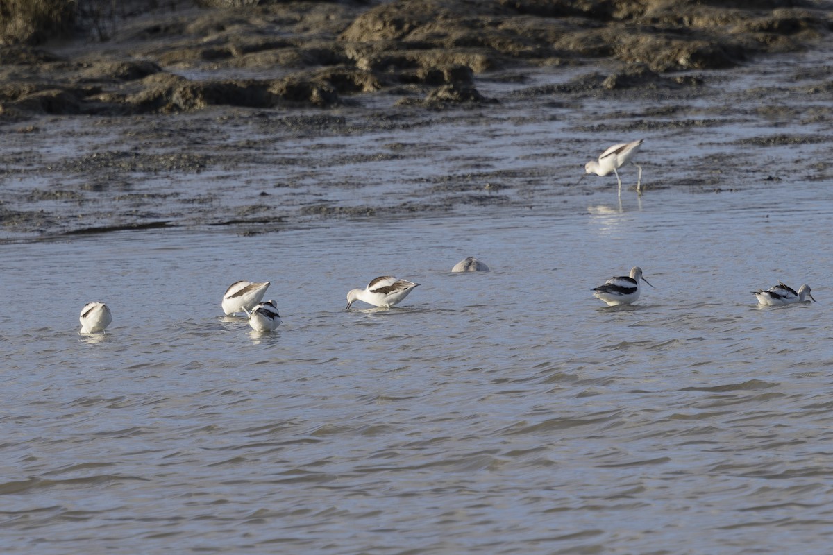 American Avocet - ML647582198