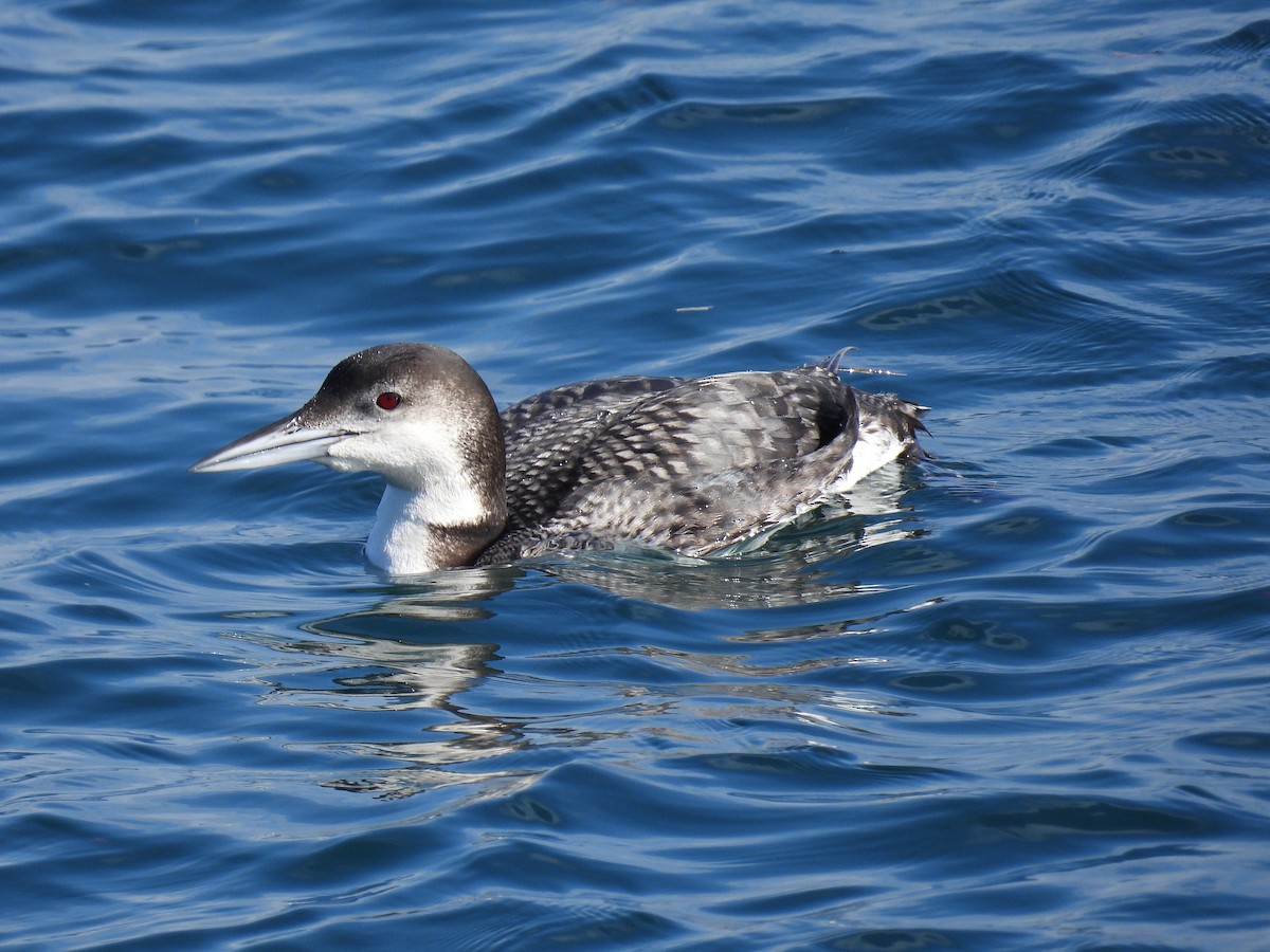 צוללן צפוני - ML647582199