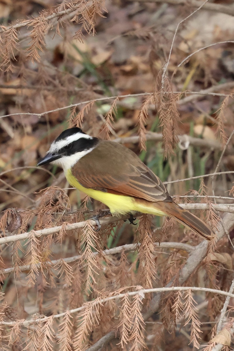 Great Kiskadee - ML647582202