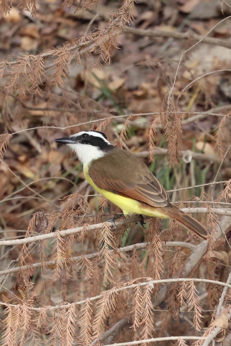Great Kiskadee - ML647582203