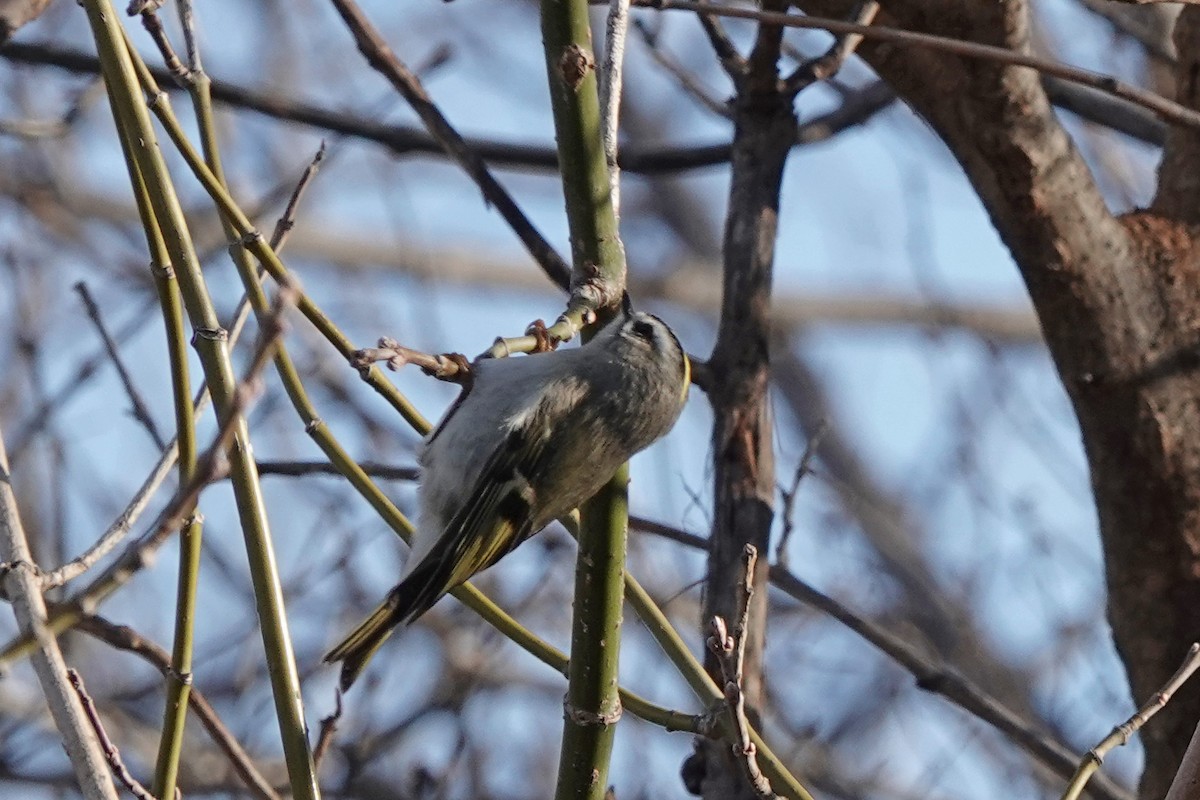 Golden-crowned Kinglet - ML647582217
