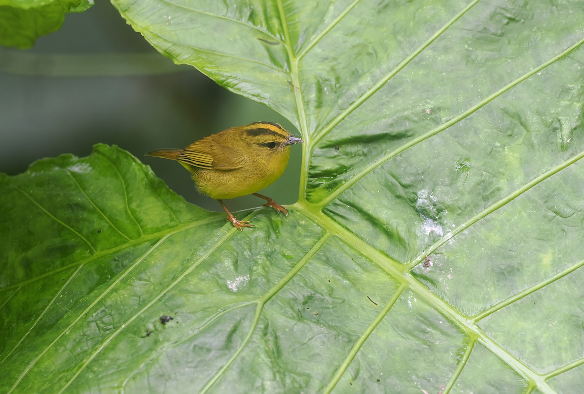 Choco Warbler - ML647582219