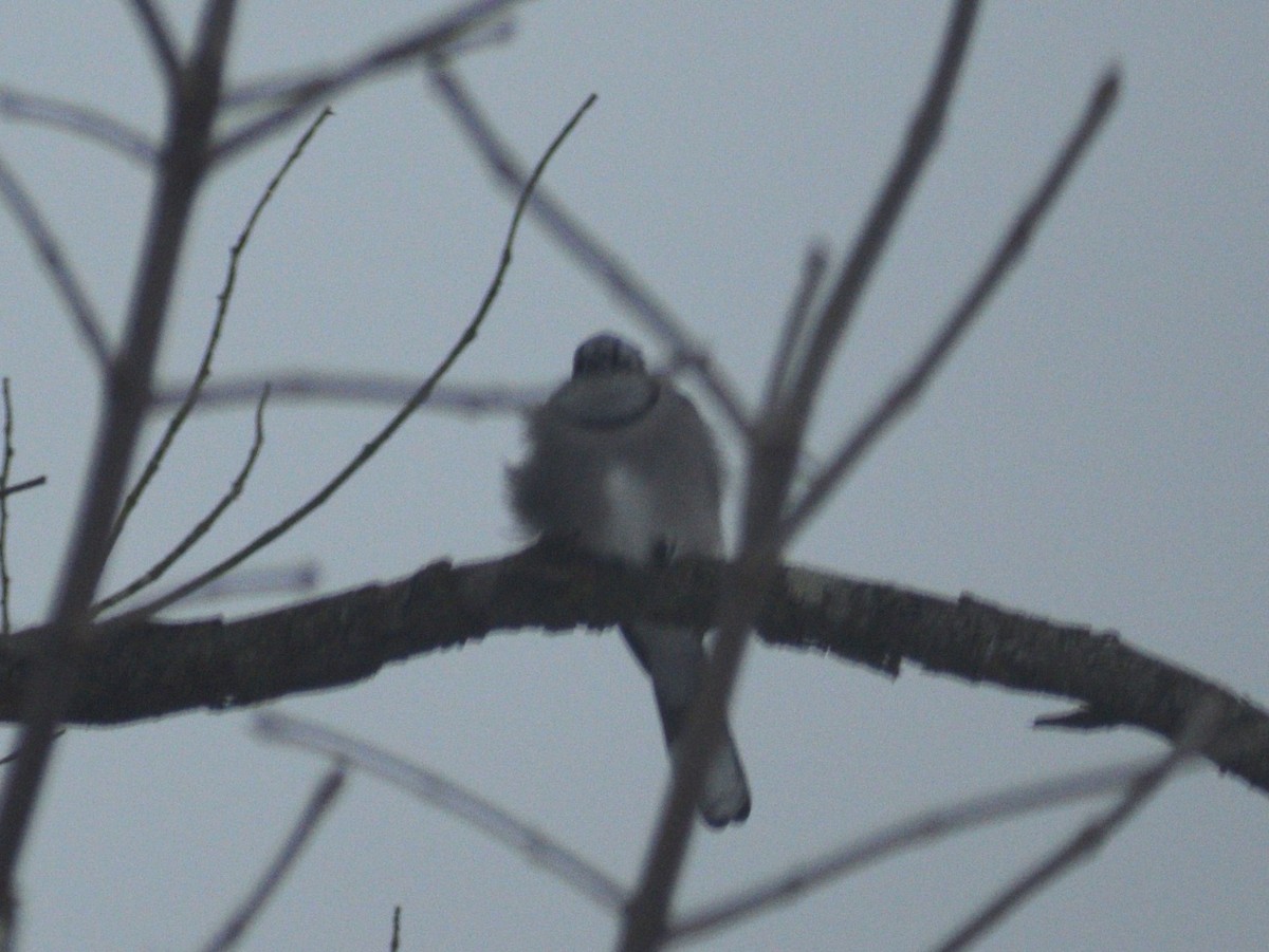 Geai bleu - ML647582221