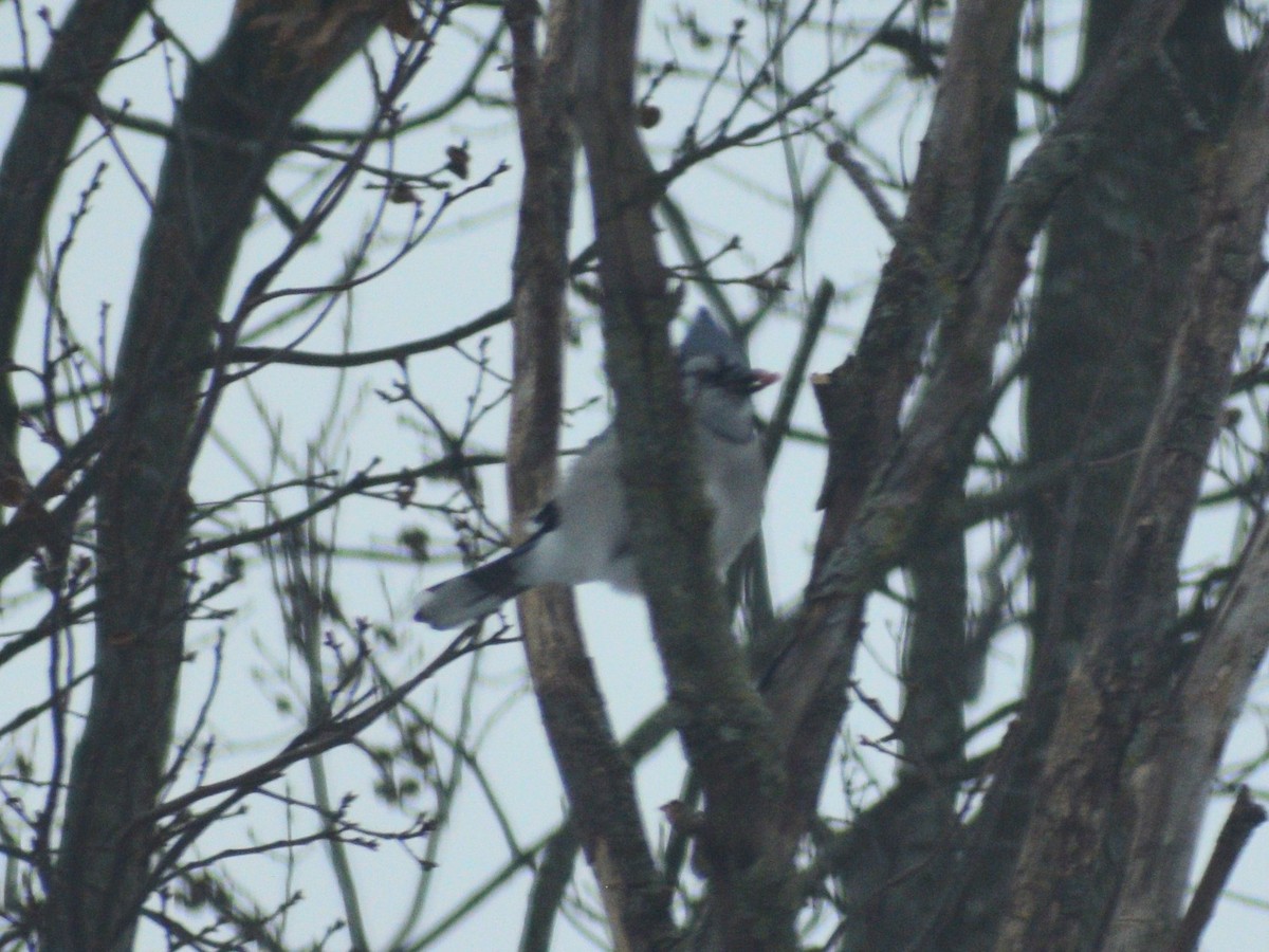 Geai bleu - ML647582222