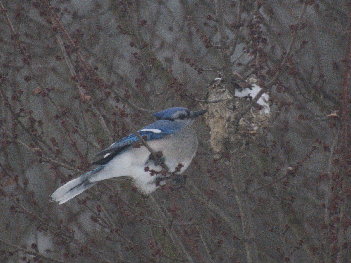 Geai bleu - ML647582223