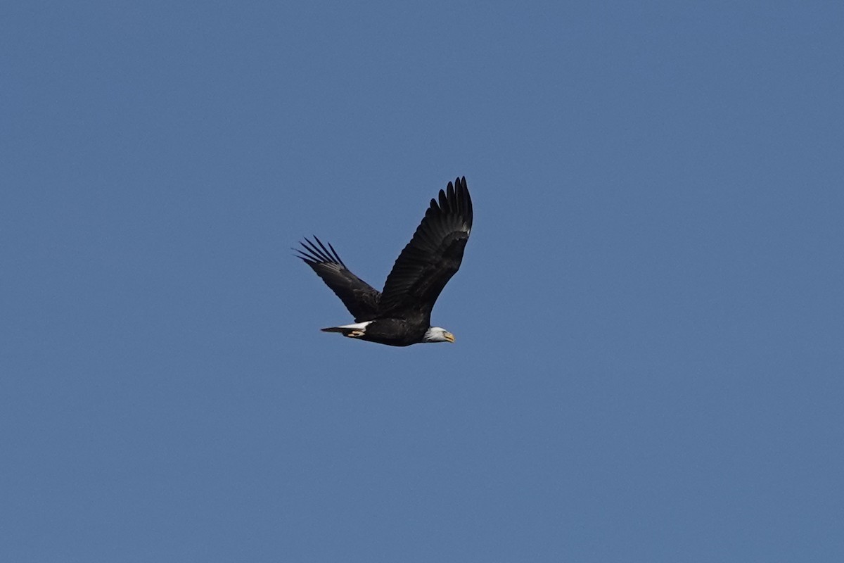 Bald Eagle - ML647582226
