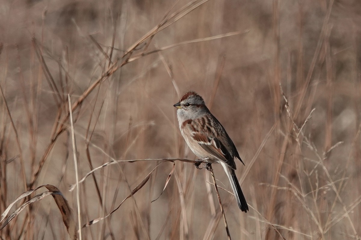 American Tree Sparrow - ML647582239