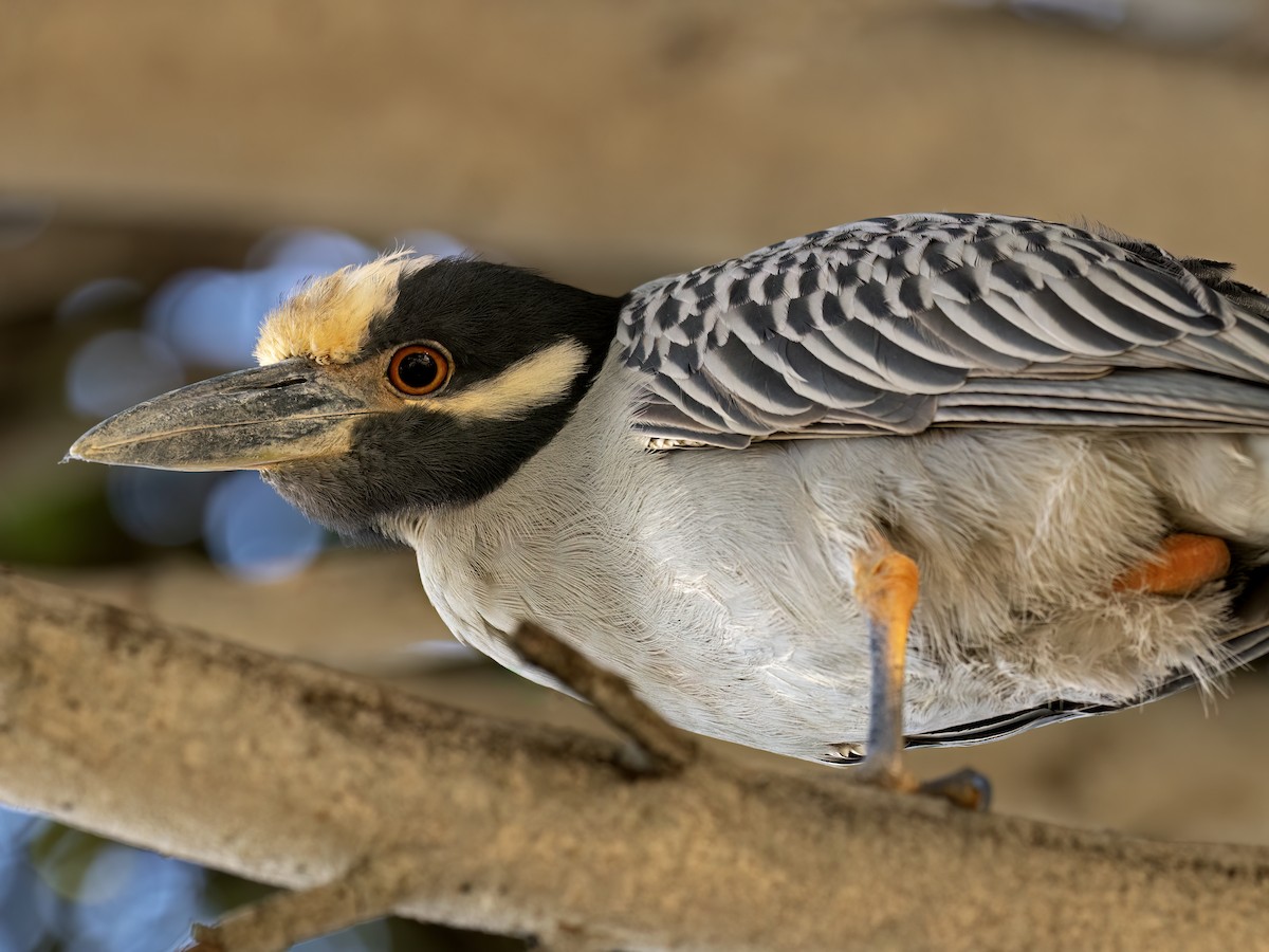 Yellow-crowned Night Heron - ML647582249