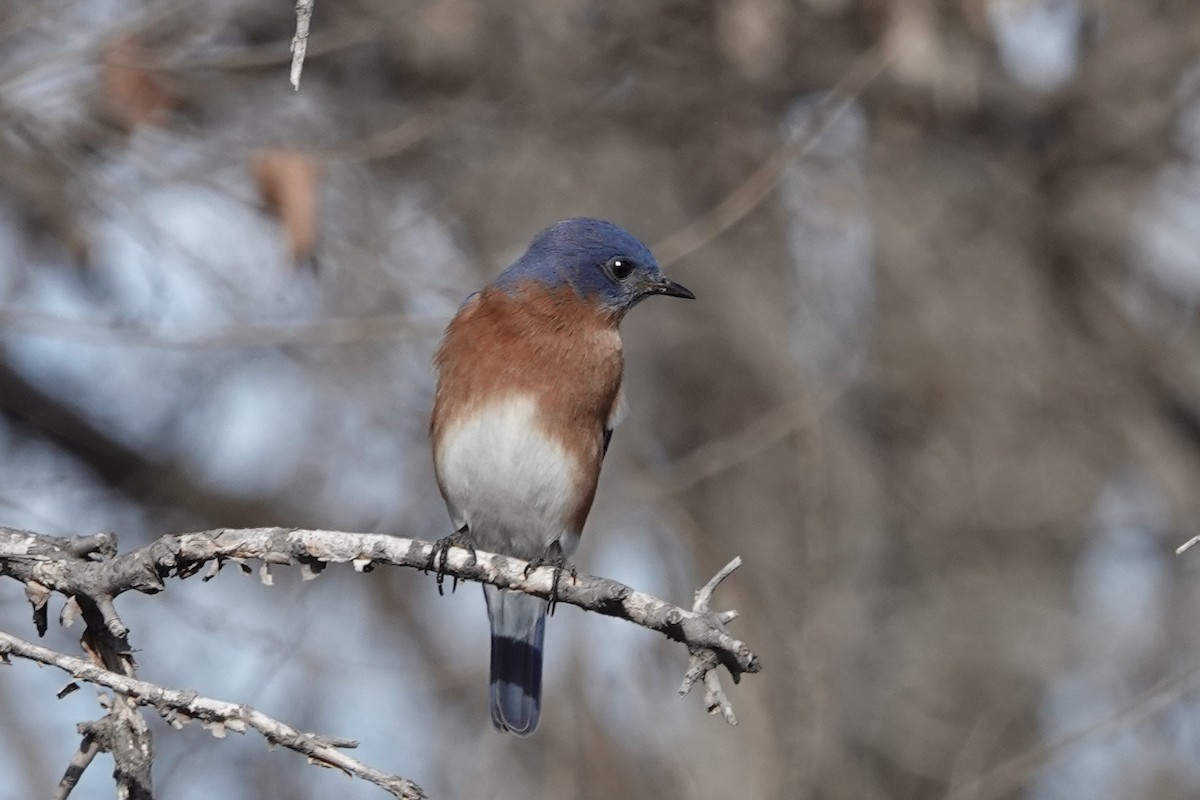 Eastern Bluebird - ML647582250