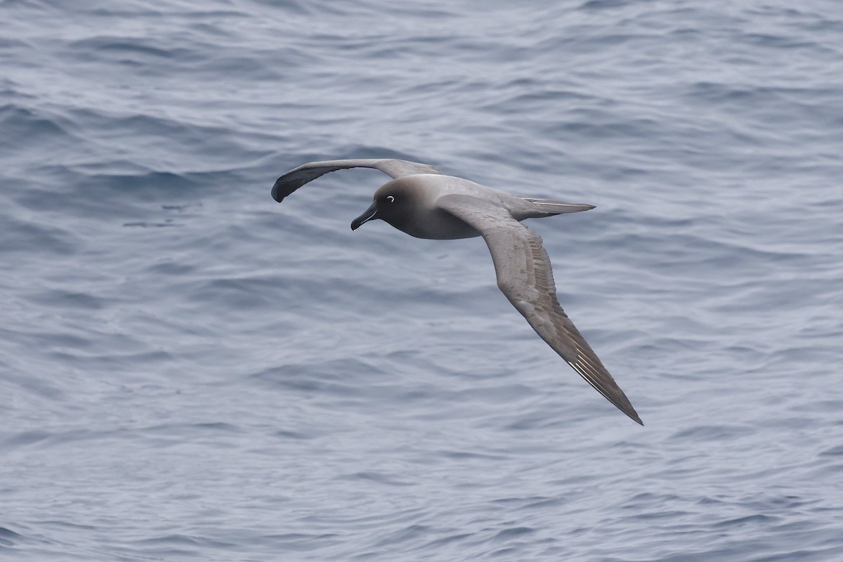 Light-mantled Albatross - ML647582255