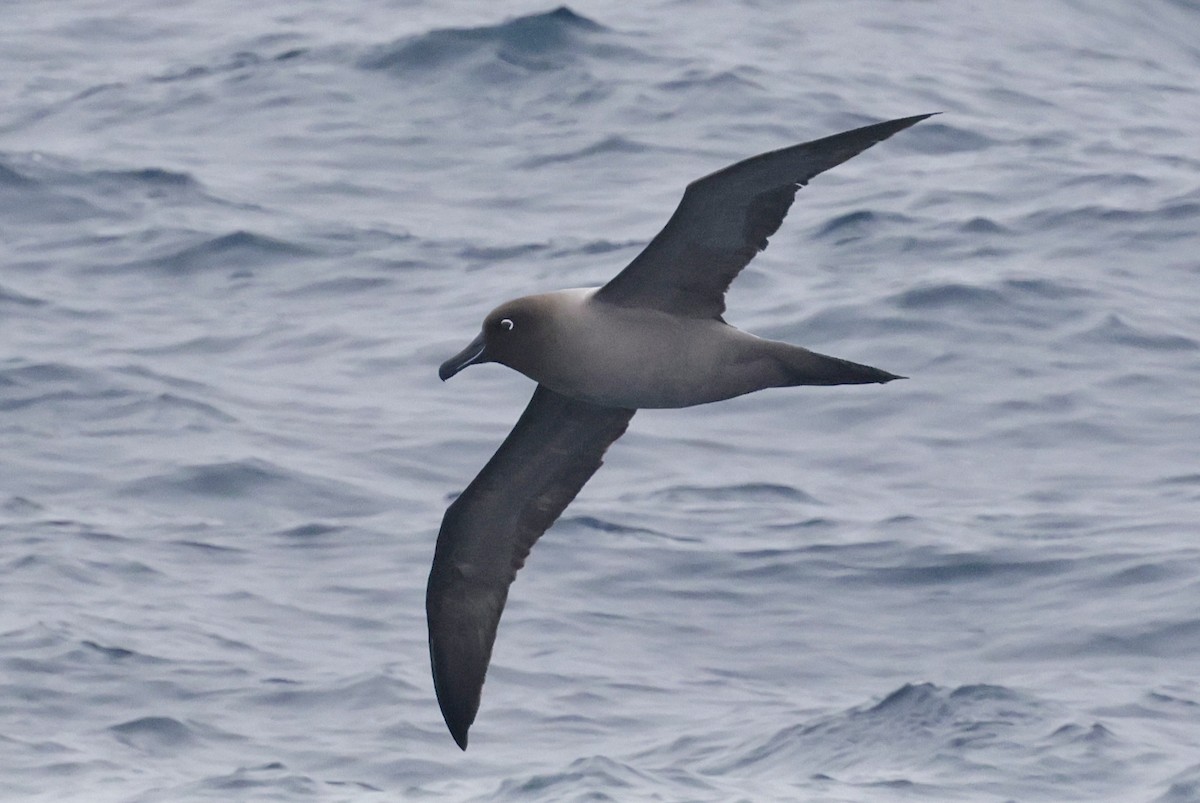 Light-mantled Albatross - ML647582256