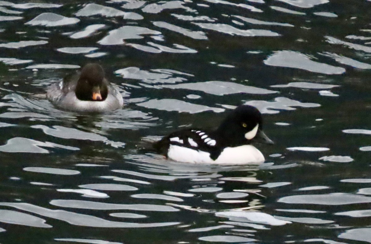 Barrow's Goldeneye - ML647582257