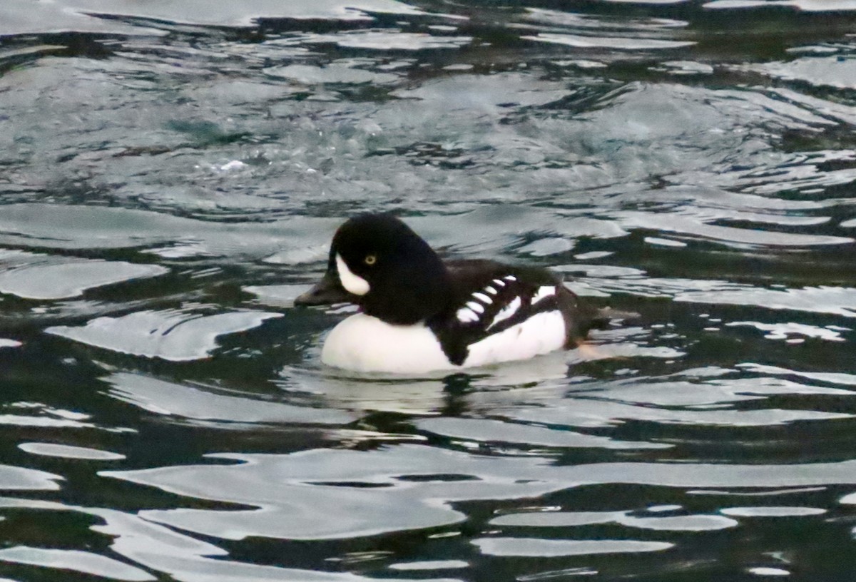 Barrow's Goldeneye - ML647582258