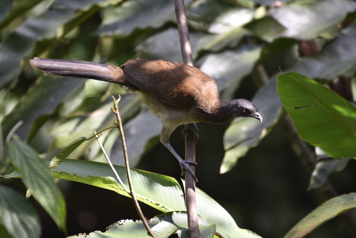 Gray-headed Chachalaca - ML647582261