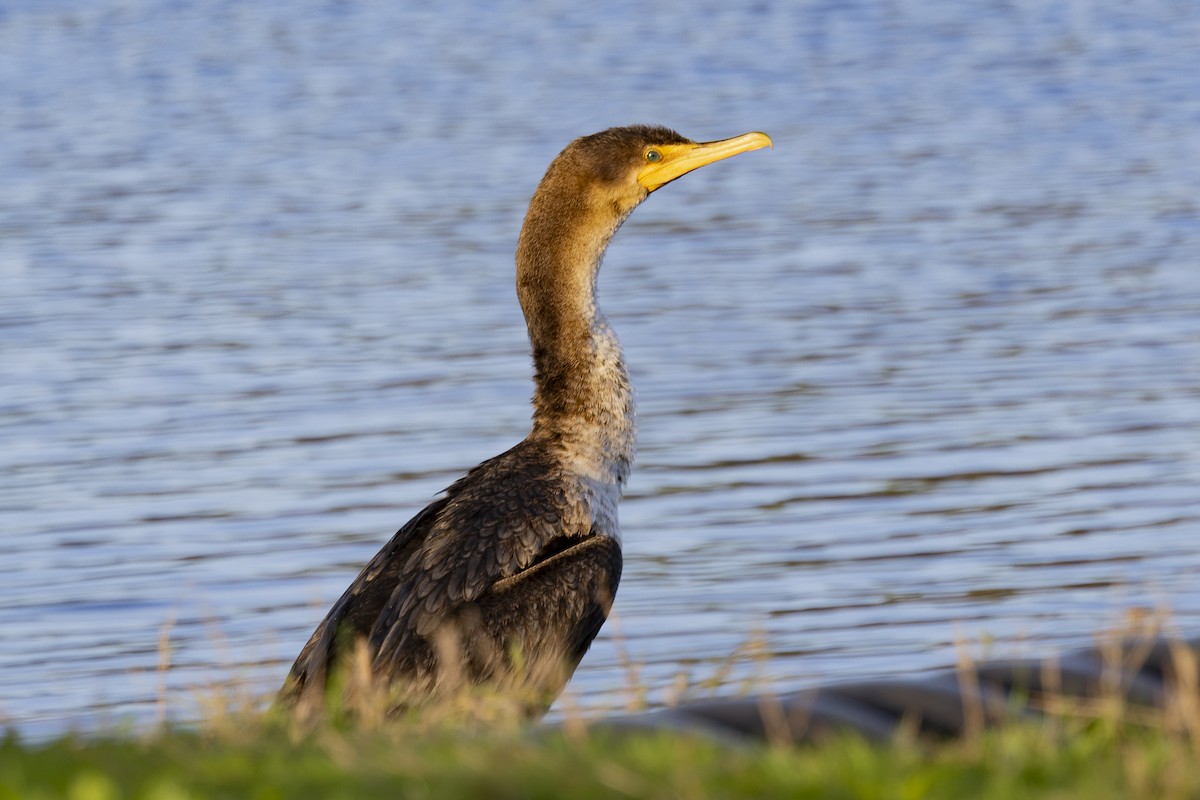 Cormoran à aigrettes - ML647582266