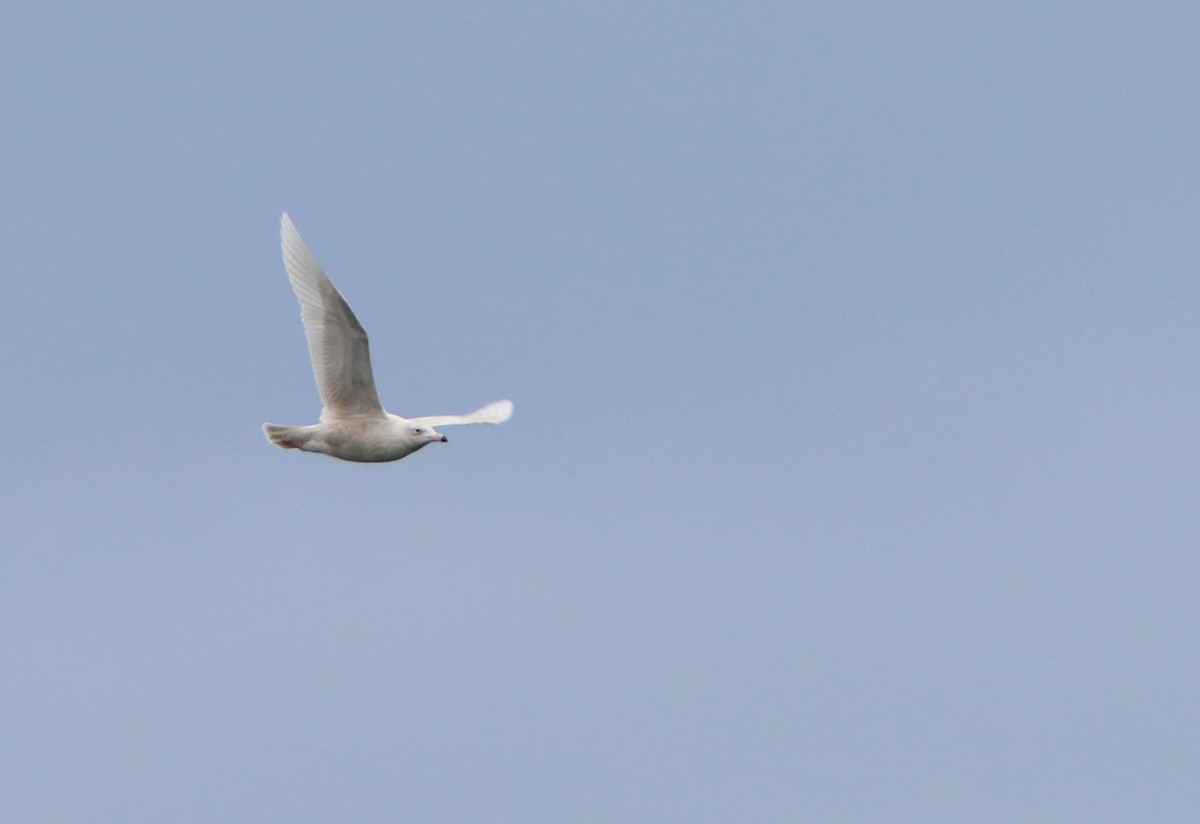 Gavión Hiperbóreo - ML647582281