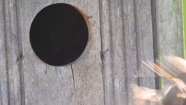 Northern House Wren - ML647582282