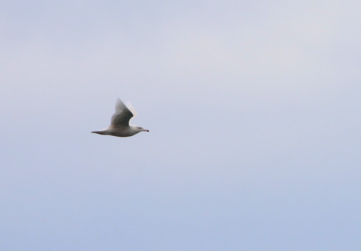 Gavión Hiperbóreo - ML647582283