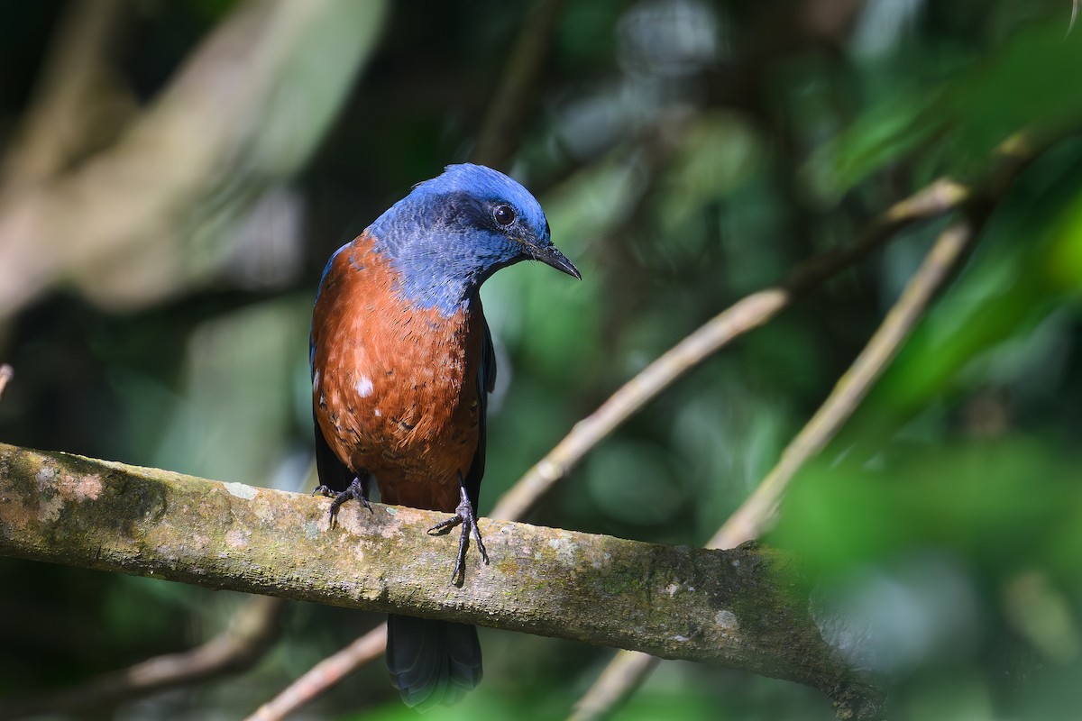 Chestnut-bellied Rock-Thrush - ML647582289