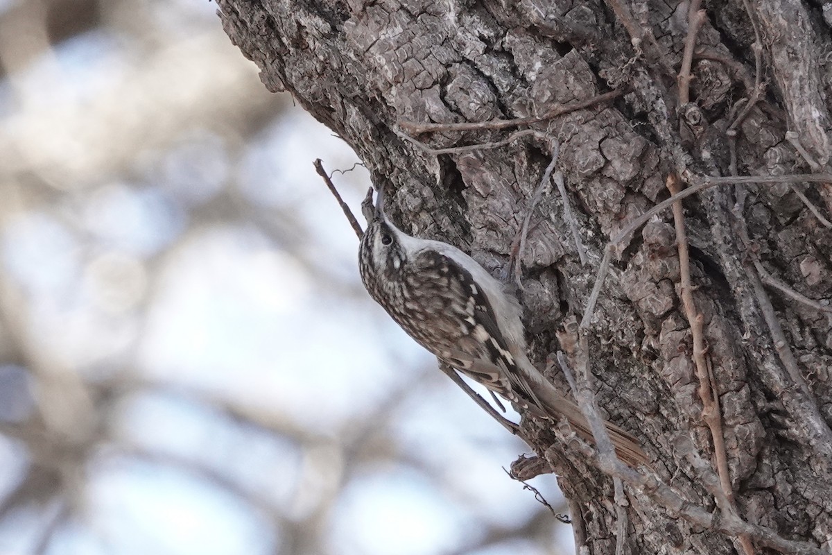 Brown Creeper - ML647582296