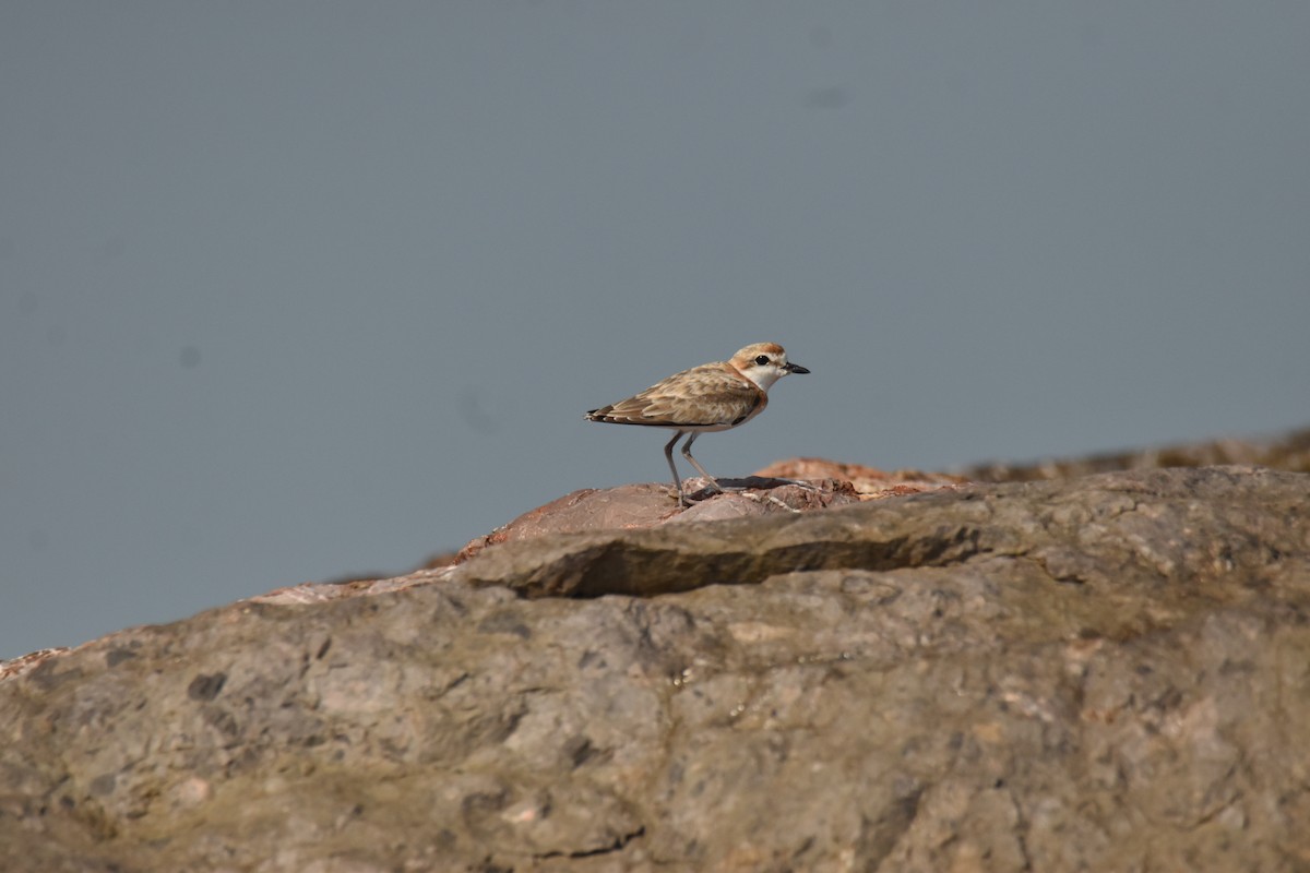 Malaysian Plover - ML647582299