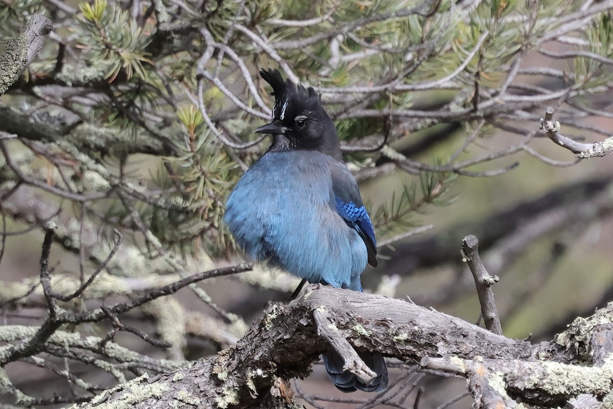 Steller's Jay - ML647582303