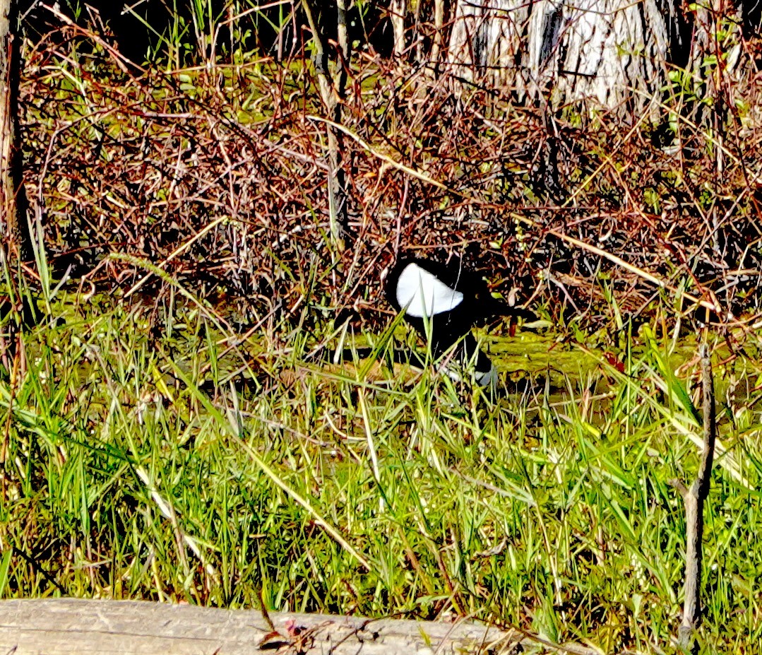 Smergo dal cappuccio - ML647582305