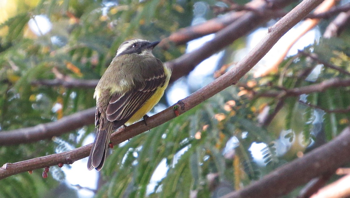 Rusty-margined Flycatcher - ML647582307