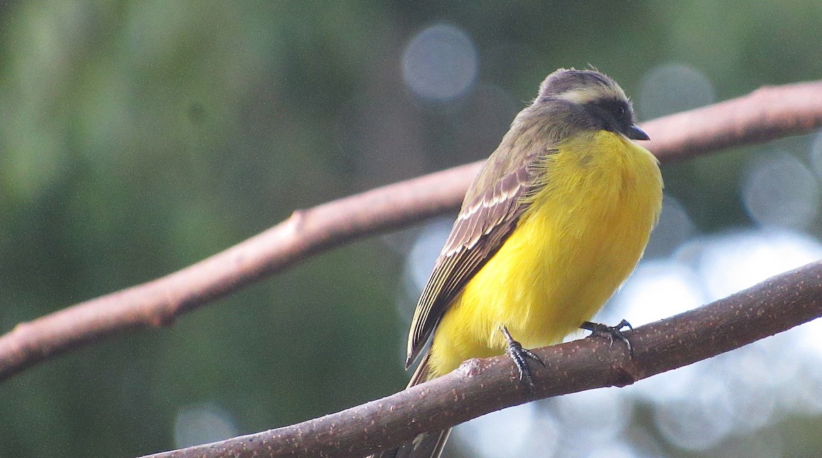 Rusty-margined Flycatcher - ML647582308