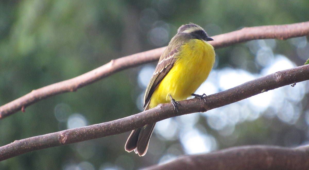 Rusty-margined Flycatcher - ML647582310
