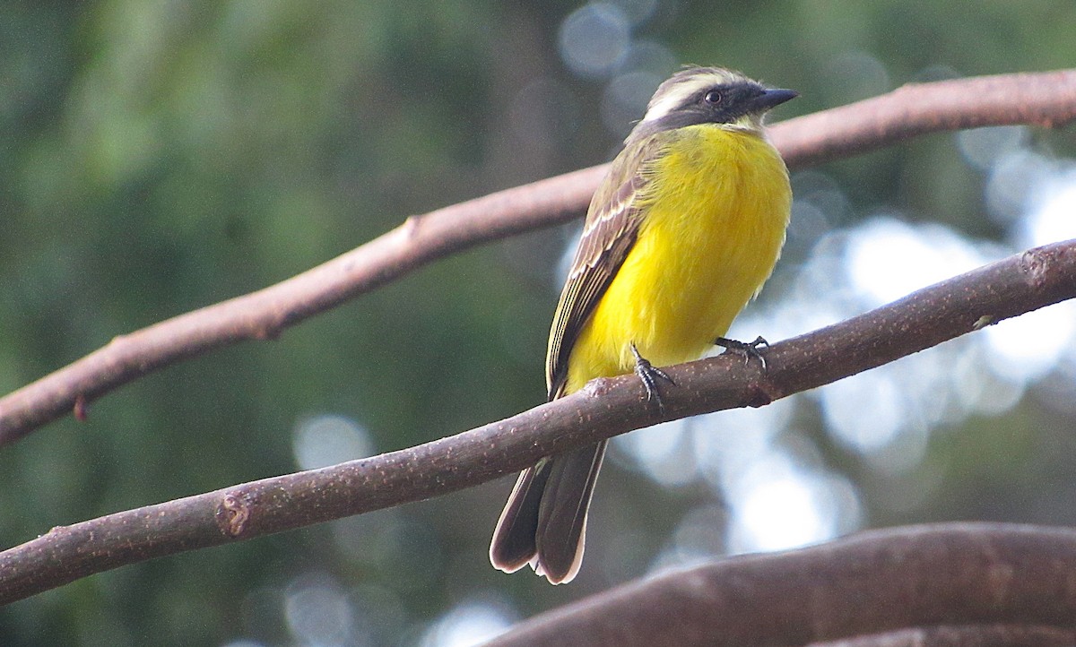 Rusty-margined Flycatcher - ML647582311