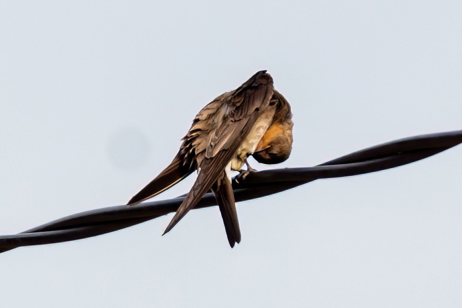 Southern Rough-winged Swallow - ML647582312