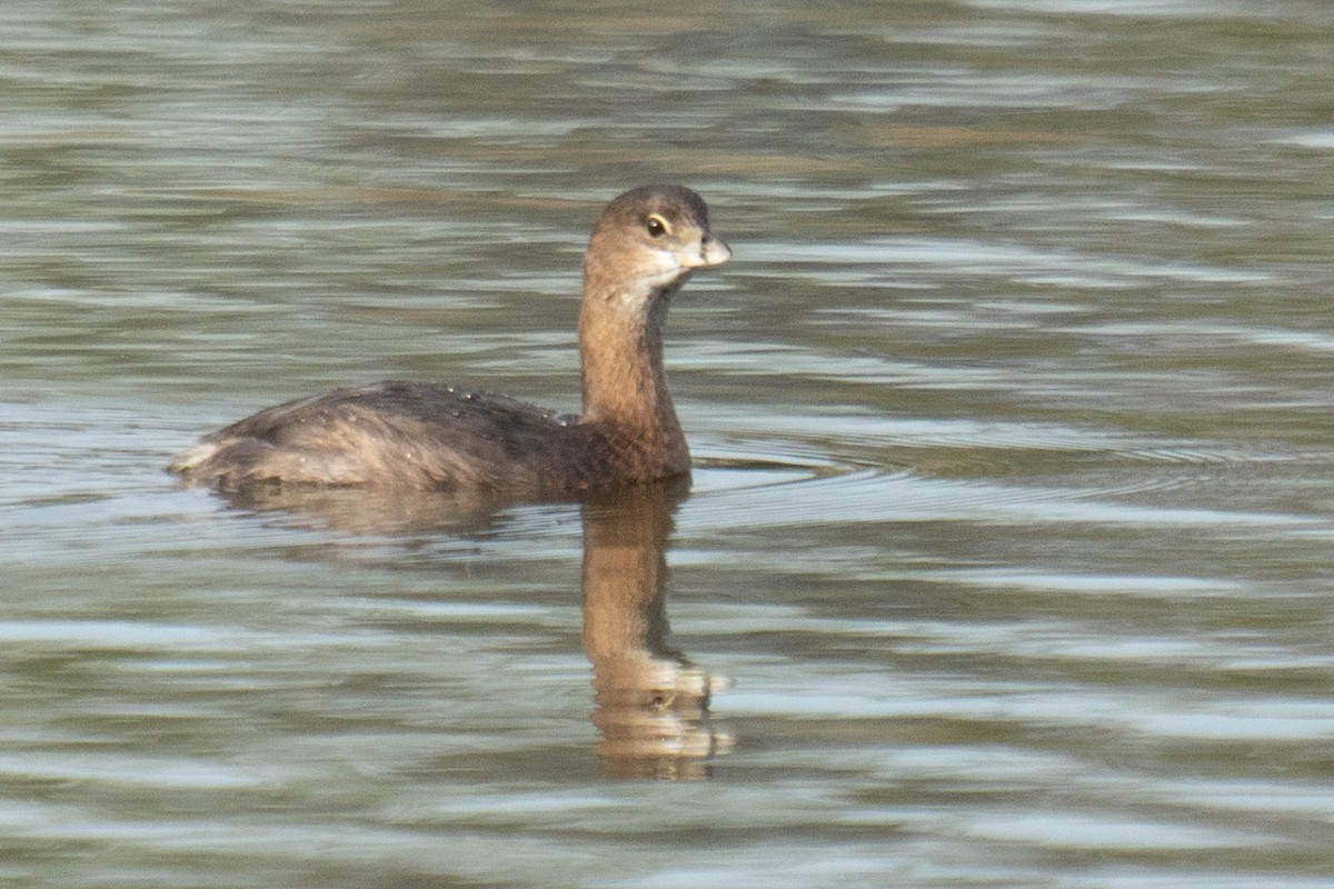 Pied-billed Grebe - ML647582313