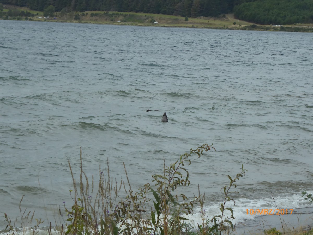 Cigno nero - ML647582314