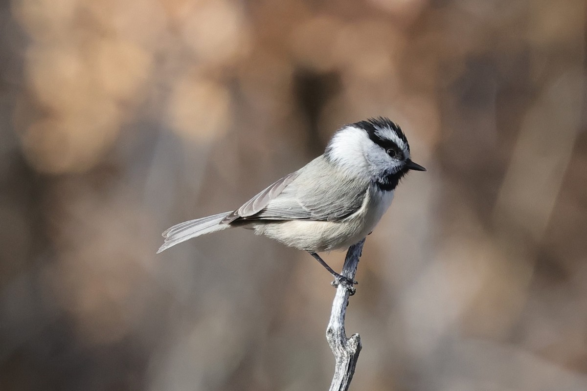 Mountain Chickadee - ML647582315