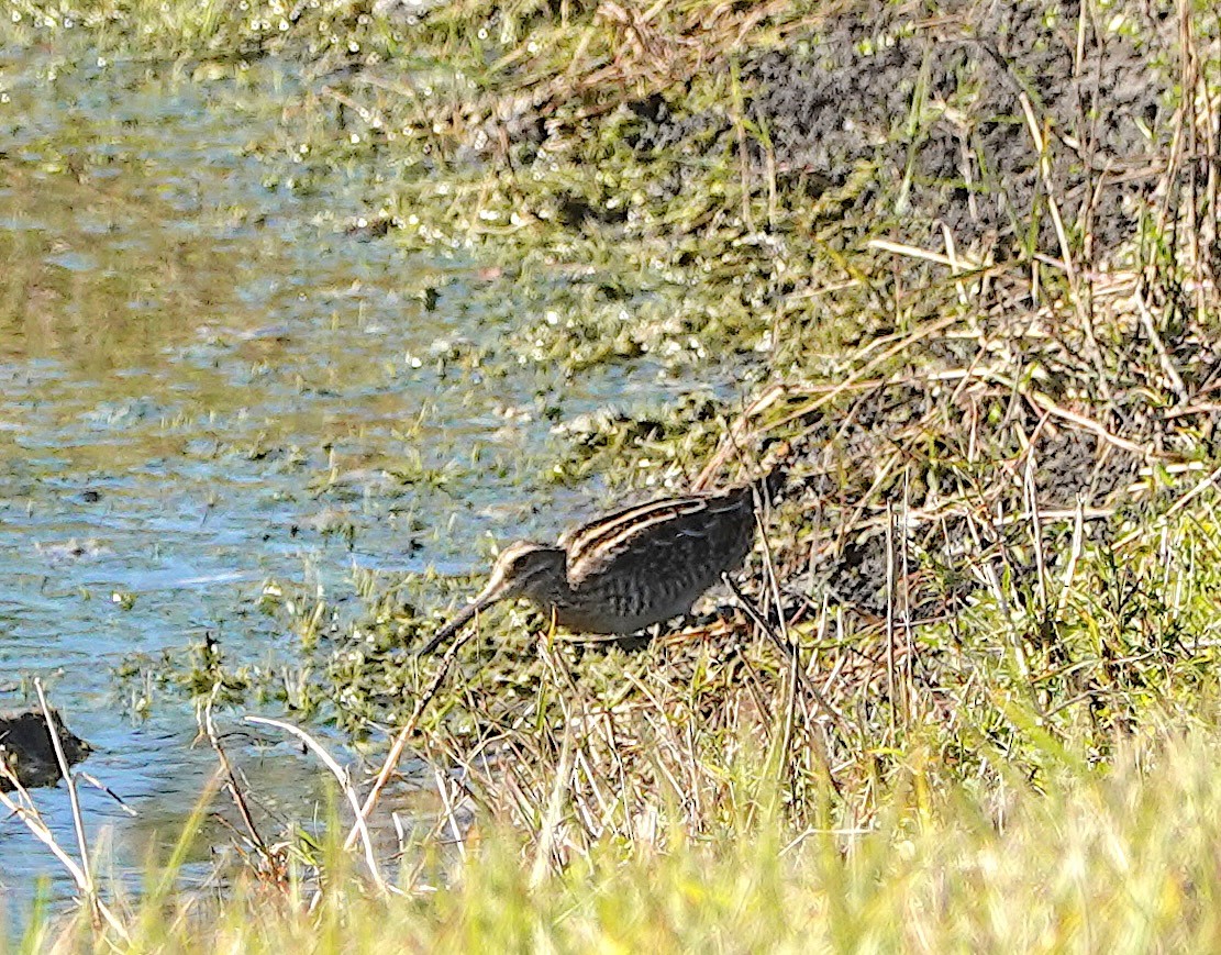 Wilson's Snipe - ML647582316
