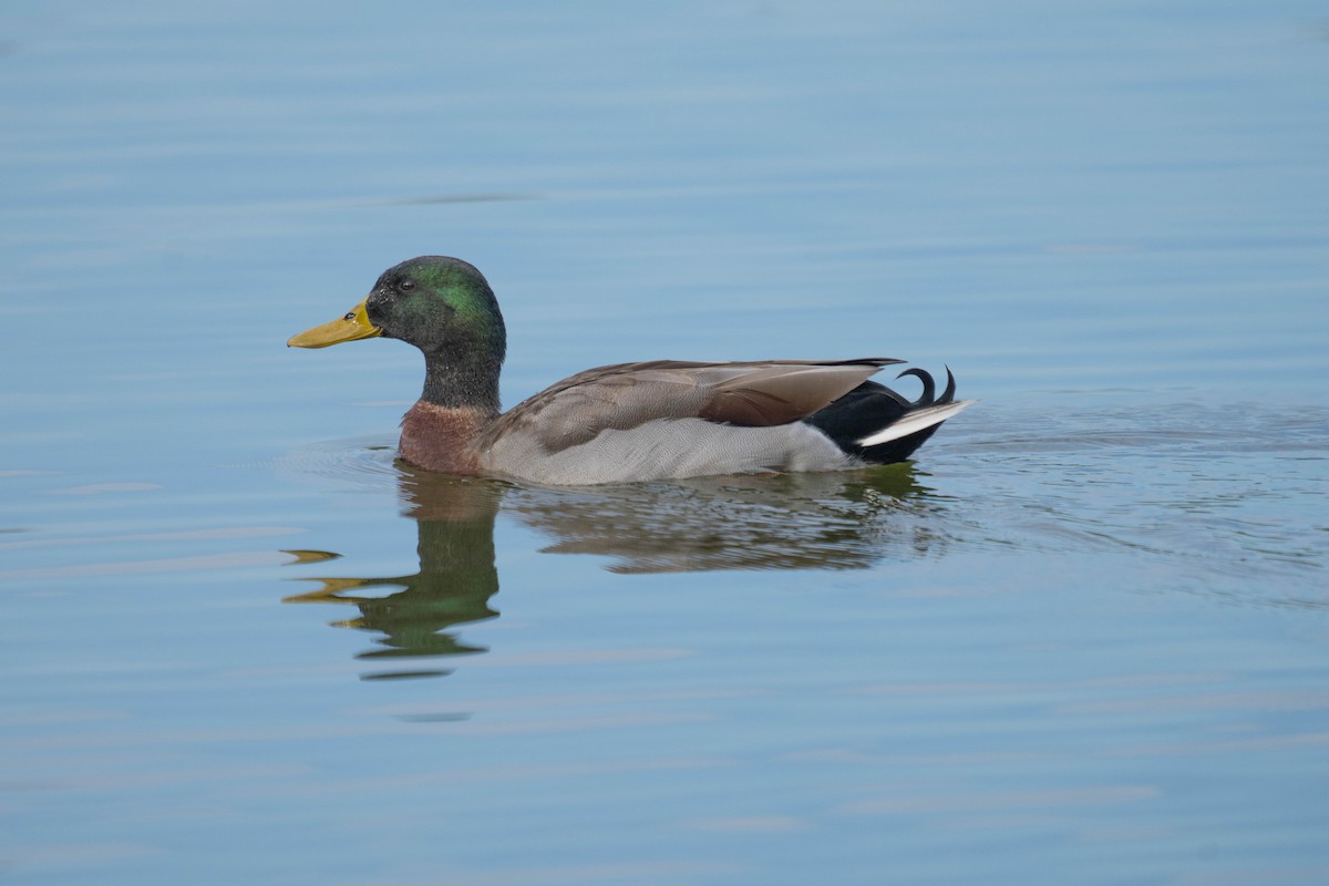 Germano reale - ML647582318