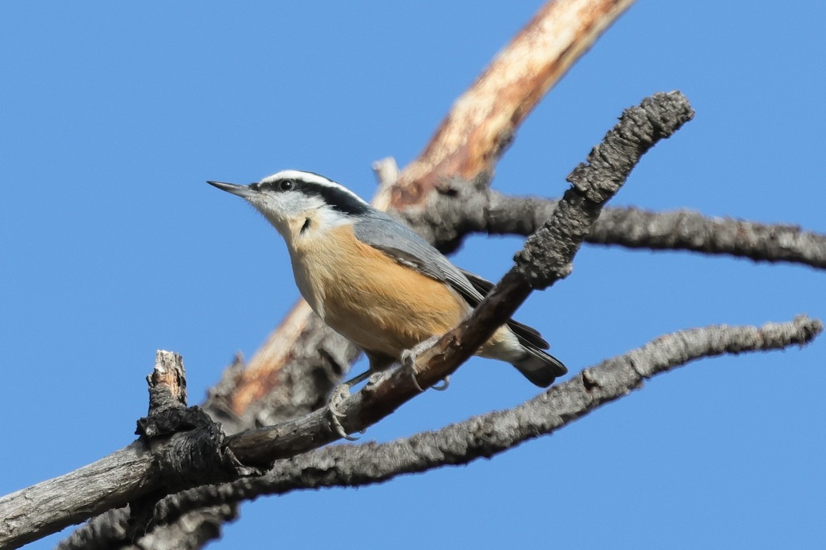Red-breasted Nuthatch - ML647582319