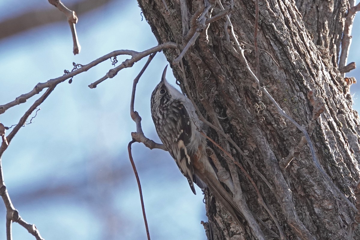 Brown Creeper - ML647582321