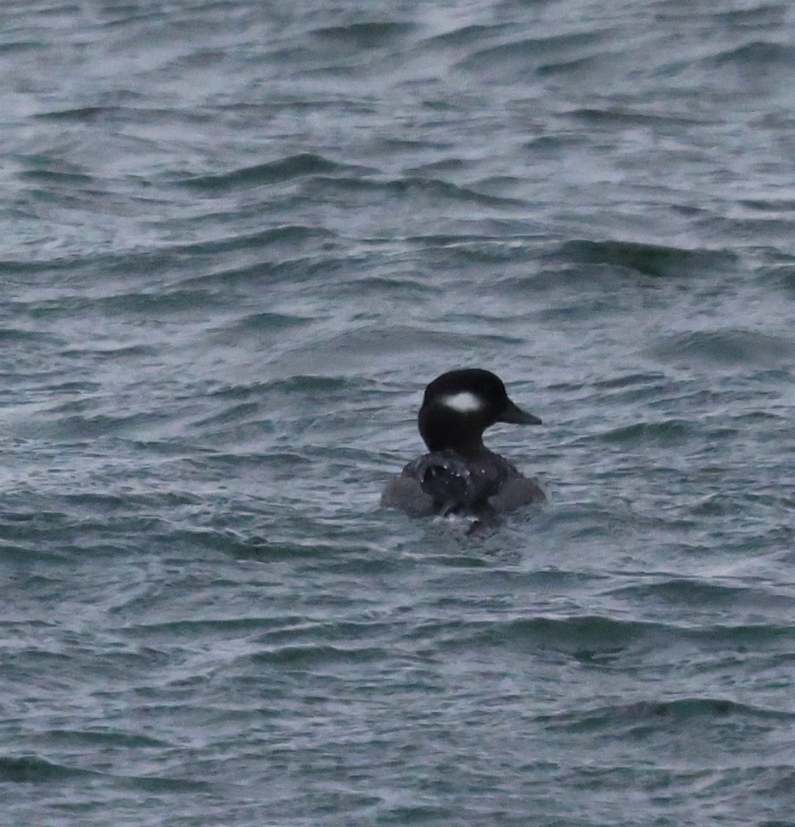 Bufflehead - ML647582323